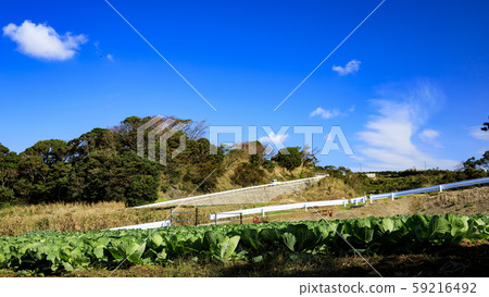 Morning radish field 59216492