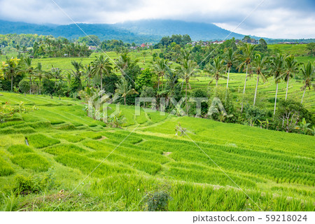 Rice terrace of Jati Louis, Bali, Indonesia Rice terrace of Jati Louis, Bali, Indonesia 59218024