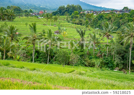 Rice terrace of Jati Louis, Bali, Indonesia 59218025
