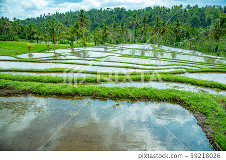 Rice terrace of Jati Louis, Bali, Indonesia 59218026