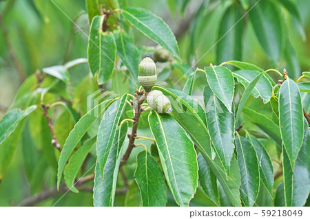 Green shrubs 59218049
