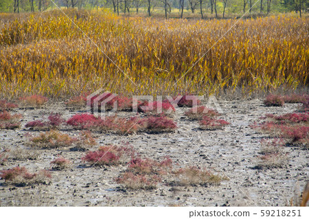 Siheung Tidal-Ecological Park, Siheung City, Gyeonggi-do Siheung Tidal-Ecological Park, Siheung City, Gyeonggi-do 59218251