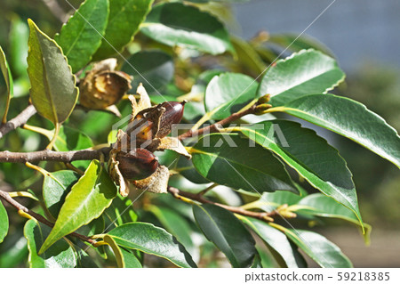 布朗蘇達吉果 59218385