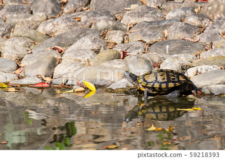 Image of a turtle playing in the sun on a rock Image of a turtle playing in the sun on a rock 59218393