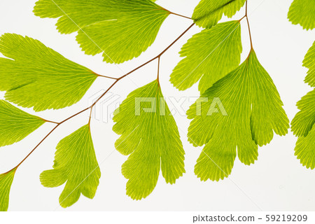 Green leaves on branch isolated on white Green leaves on branch isolated on white 59219209