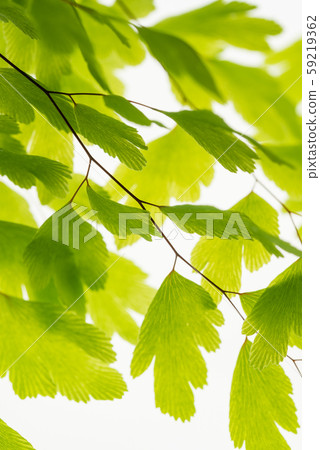 Green leaves on branch isolated on white Green leaves on branch isolated on white 59219362