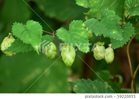 Hops blooming in the field 59220855