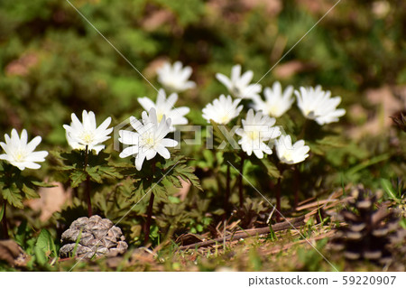 並肩綻放的菊崎一枝 59220907