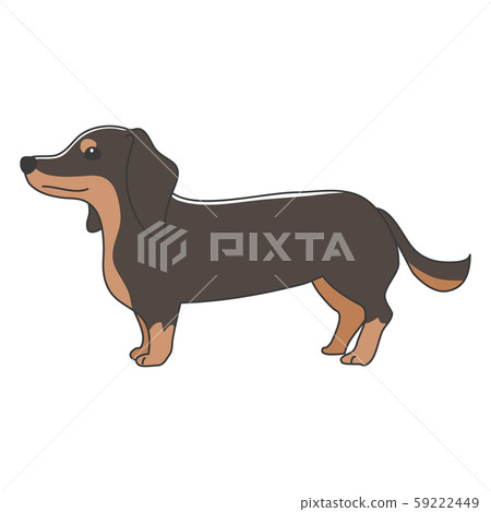 Dog posing facial expression 1 miniature dachshund standing Dog posing facial expression 1 miniature dachshund standing 59222449