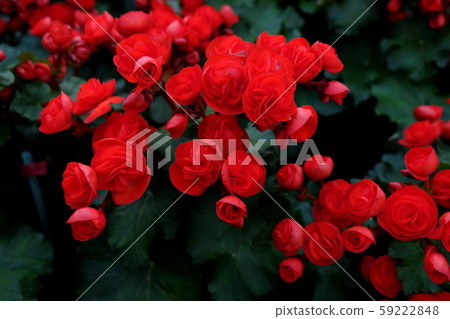 Begonia planted with colorful flowers. blossoming Begonia planted with colorful flowers. blossoming 59222848