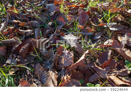 Dead leaves 59224644