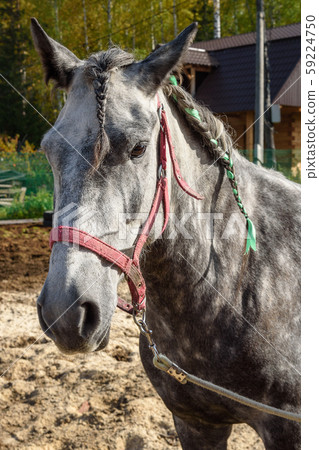 Dappled gray horse with pigtails Dappled gray horse with pigtails 59224750
