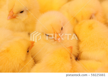 One day old chick 59225881