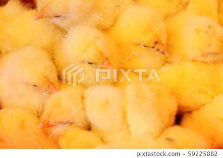 One day old chick 59225882