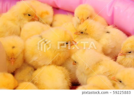 One day old chick 59225883