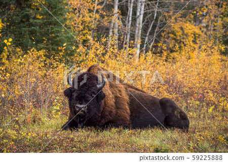 Wood Buffalo National Park, Wood Buffalo National Park, Canada Wood Buffalo National Park, Wood Buffalo National Park, Canada 59225888