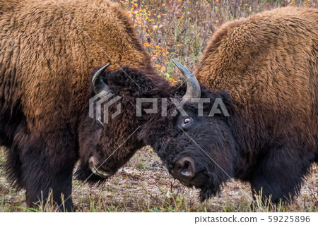 Wood Buffalo National Park, Wood Buffalo National Park, Canada Wood Buffalo National Park, Wood Buffalo National Park, Canada 59225896