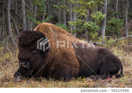 Wood Buffalo National Park, Wood Buffalo National Park, Canada 59225898
