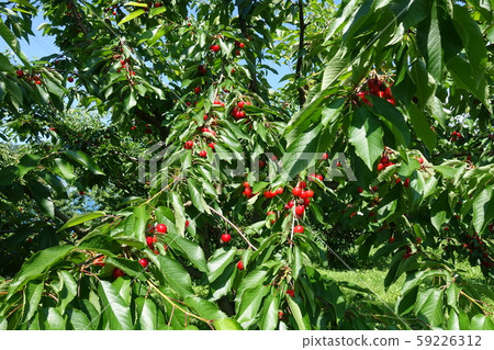 Cherries Cherries 59226312