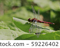 紅蜻蜓 59226402