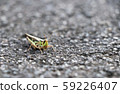 蝗蟲 59226407