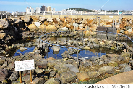 Tide pool of Sazae Island, Enoshima, Fujisawa City Tide pool of Sazae Island, Enoshima, Fujisawa City 59226606