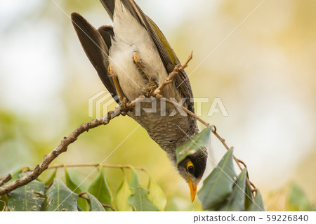 Noisy Miner 59226840