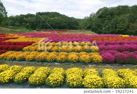 媽媽的花 59227241