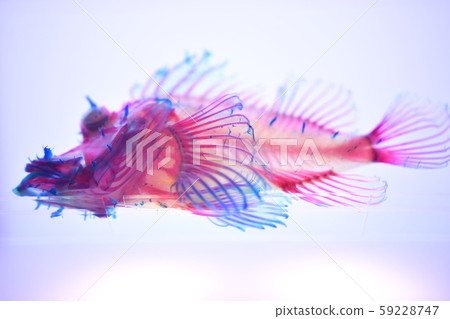 Transparent specimen 59228747