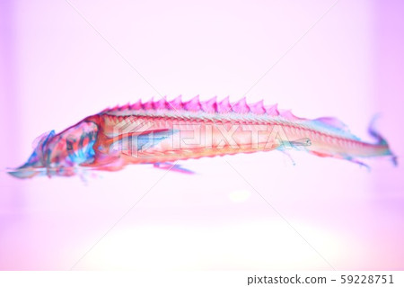 Transparent specimen 59228751