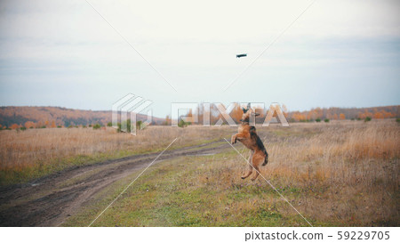 A dog is jumping and playing with a copter 59229705