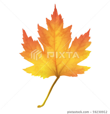 Realistic maple leaf isolated on white background 59230912