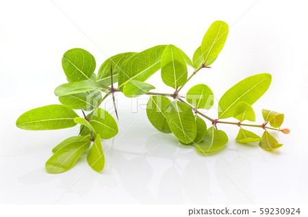 The branches of the leaves and the white background. 59230924