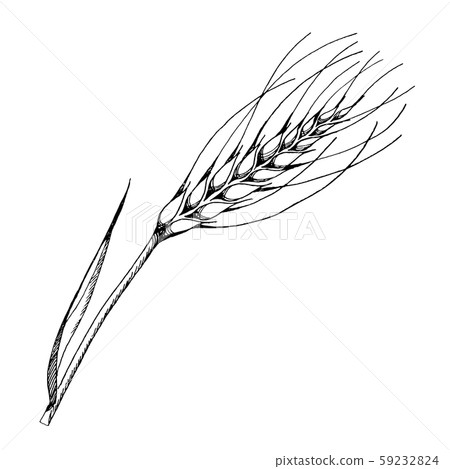 Vector ear of wheat. Black and white engraved ink art. Isolated spica illustration element. 59232824