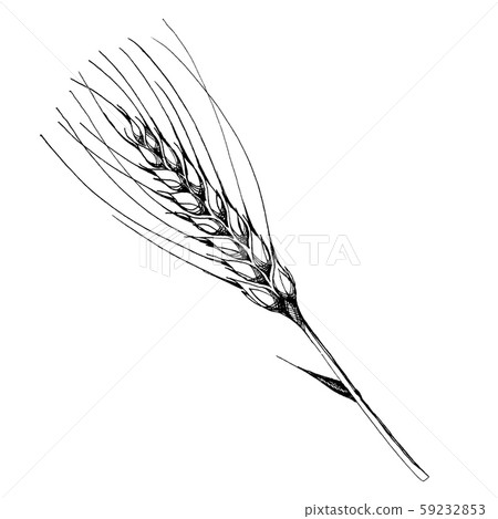 Vector ear of wheat. Black and white engraved ink art. Isolated spica illustration element. 59232853