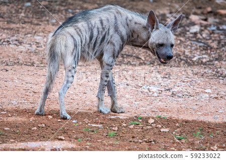 Striped Hyenas or hyaena hyaena have excellent senses of vision, hearing and smell spotted this elusive individual at evening safari near pond at ranthambore national park and tiger reserve, india 59233022