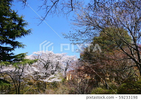 Spring impression Sakura blooming park 59233198