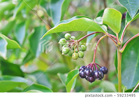The fruit of cacremino The fruit of cacremino 59233495