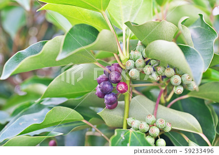 The fruit of cacremino The fruit of cacremino 59233496