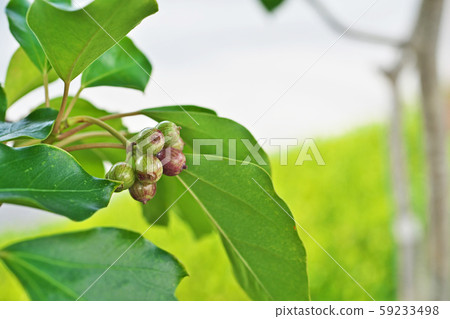 The fruit of cacremino The fruit of cacremino 59233498