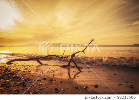 漂流木在琵琶湖的海灘和夜景上 漂流木在琵琶湖的海灘和夜景上 59233500