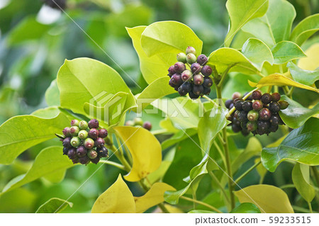 The fruit of cacremino 59233515