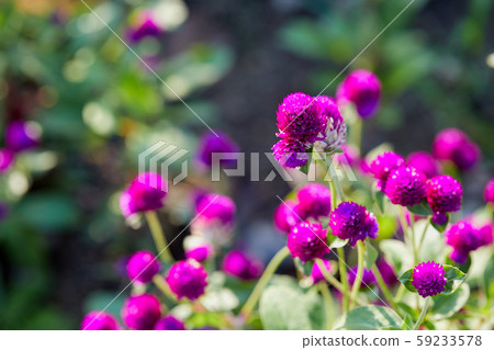 zinnia, flower, 59233578