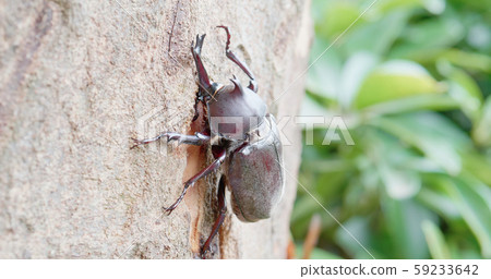 a unicorn beetle on tree a unicorn beetle on tree 59233642