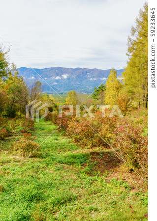 藤見高原(長野縣)的秋天景色 藤見高原(長野縣)的秋天景色 59233645