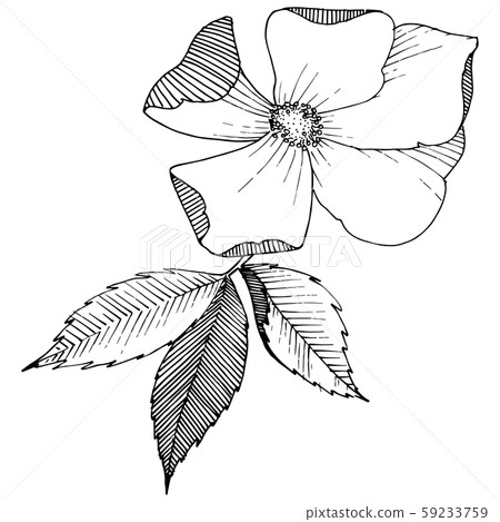 Wild rose in a vector style isolated. 59233759