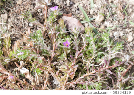 Himematsuba button 59234339