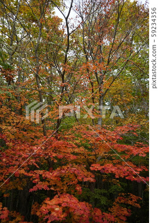 Hayasaka Fall Hayasaka Fall 59234356