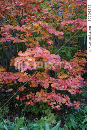 Hayasaka Fall Hayasaka Fall 59234361