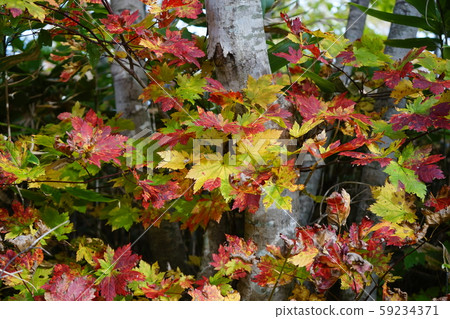 Hayasaka Fall Hayasaka Fall 59234371